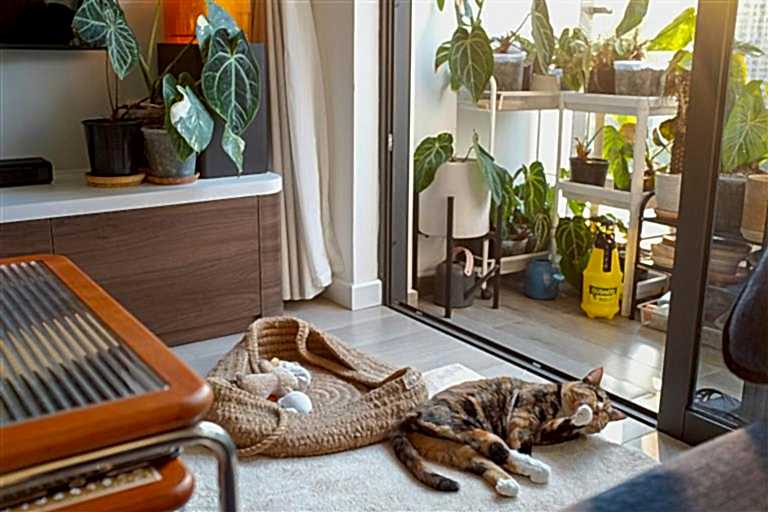 Pati Dostu Ev Tasarımı.